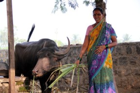 Your loan will help Sumitra Kamble and Group to expand buffalo rearing businesses